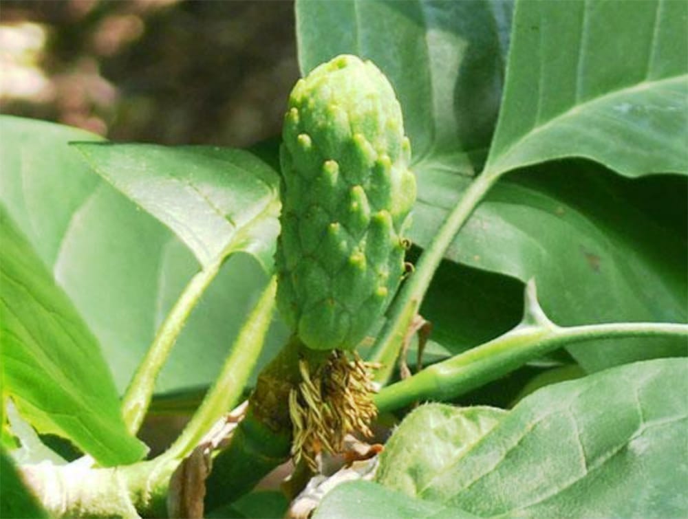 Donation brings cucumber trees to Guelph-Eramosa post image