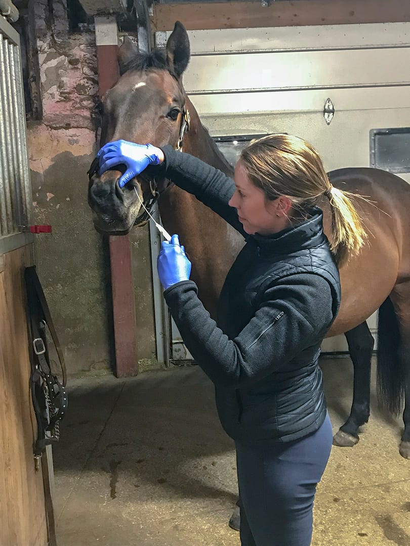 Make a point to discuss vaccinations with your vet to guard against influenza and disease post image