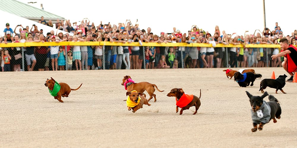 Wiener dog races back by popular demand post image