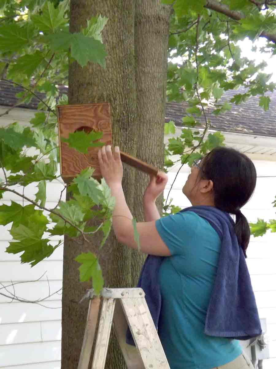 Local residents aid displaced owl family post image