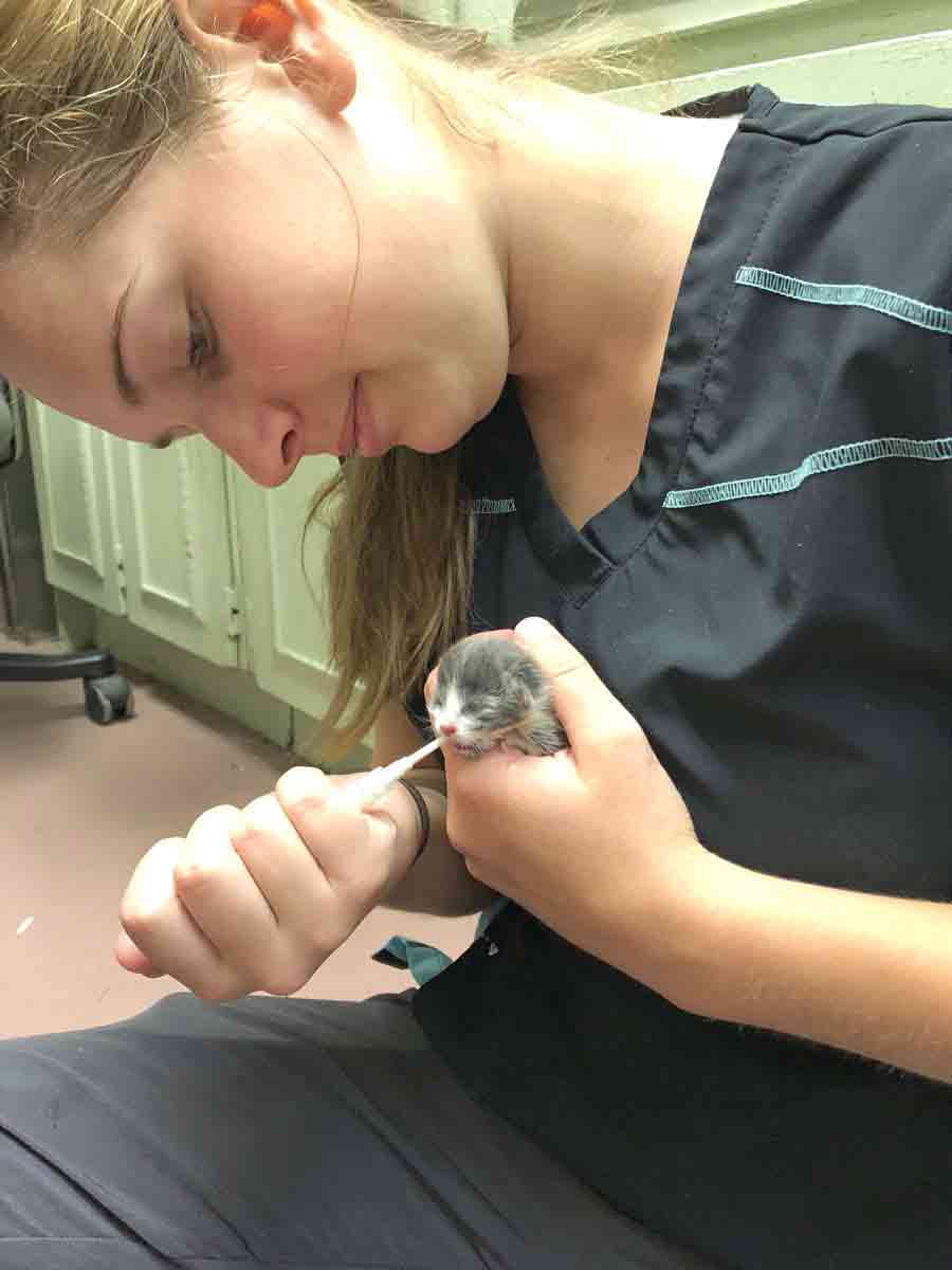 Guelph Humane Society to enforce animal protection  laws until new animal protection act is developed post image