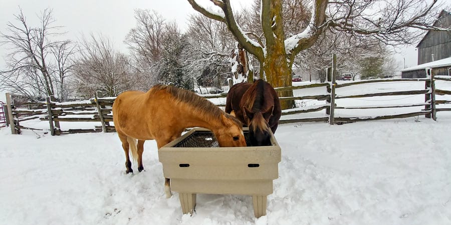 Local residents invent new feeding device for horses post image