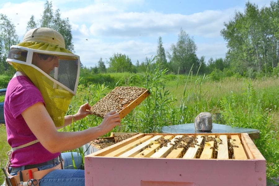 Funding boosts beekeeping sector post image