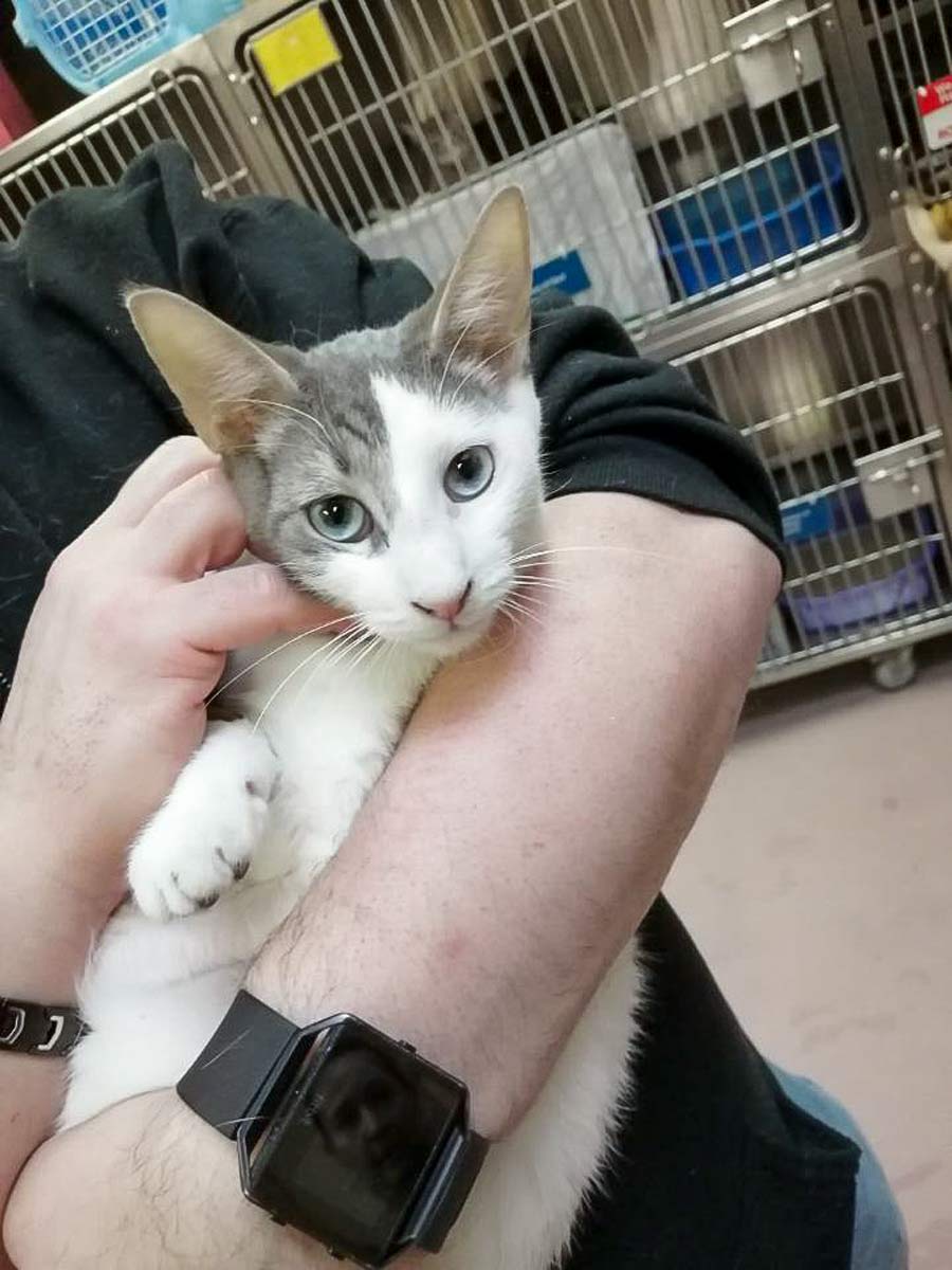 Eleven of 105 surrendered cats ready for adoption post image