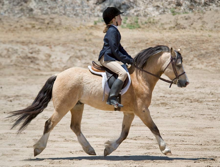 Once bit, twice shy is not the case according to research study post image