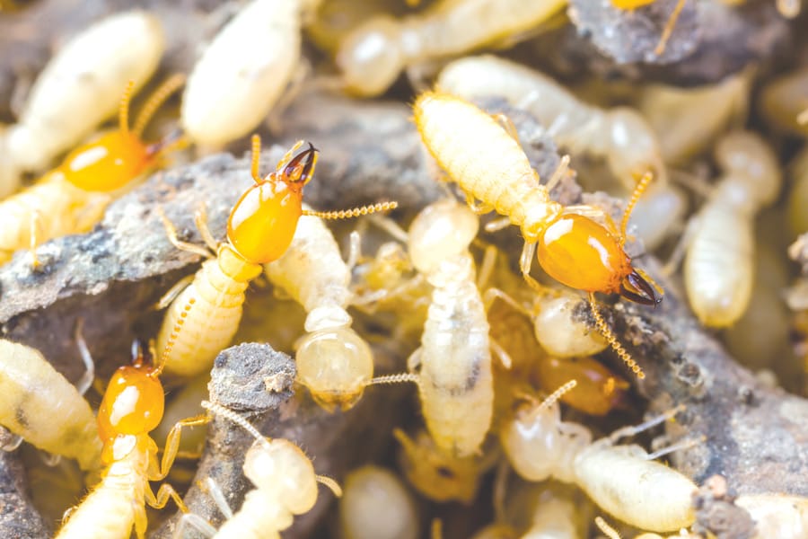 New termite action group hopes township will get on with eradication plan post image