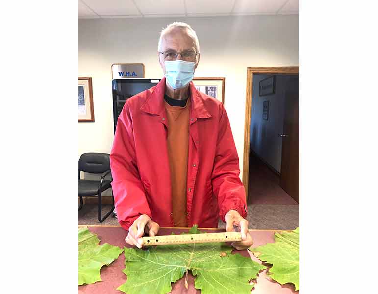 Fergus resident measures tree health in over-sized leaves post image