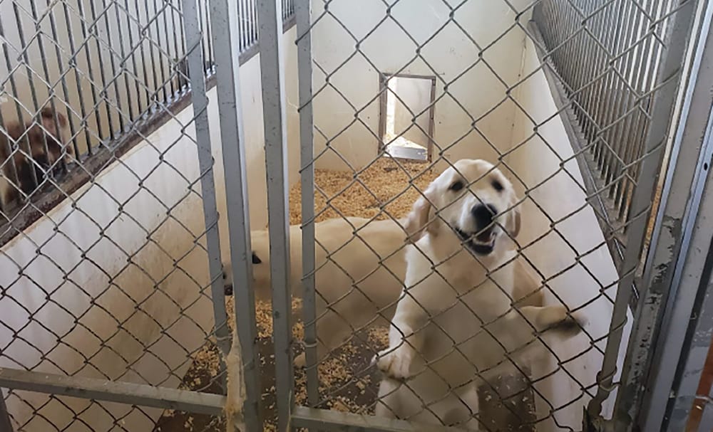 Minto officials: no problems revealed during surprise kennel inspections post image