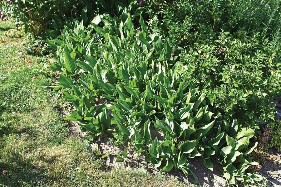 OPINION: Attack of the space invaders: invasive plants take over post image