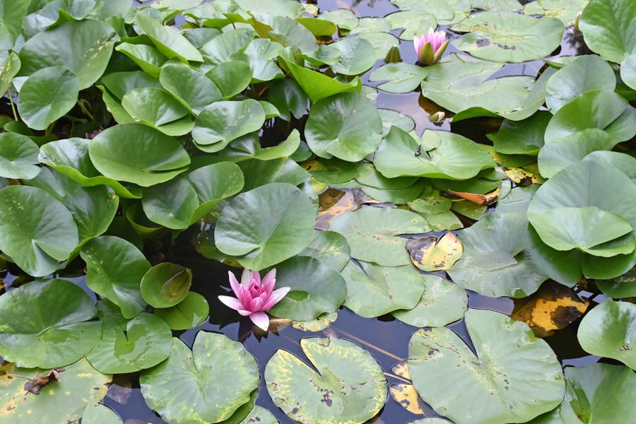 Museum is closed - but check out the gardens post image