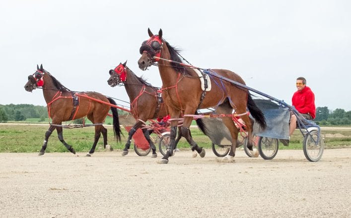 Return to harness racing spurs industry optimism post image