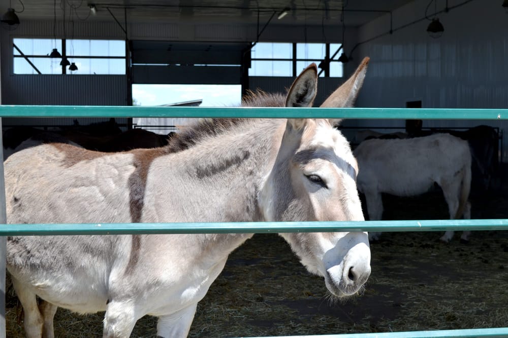 Donkey sanctuary opens gates to public for first time in 17 months post image