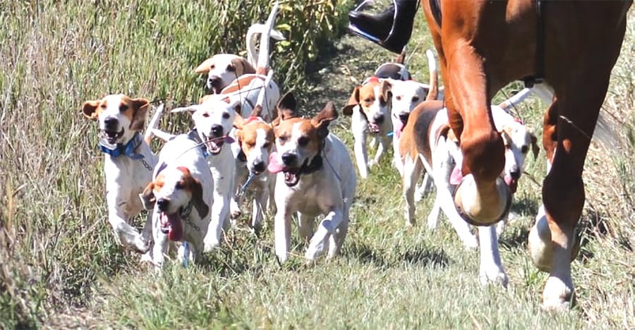 Wellington-Waterloo Hunt Club, Hunter Pace post image