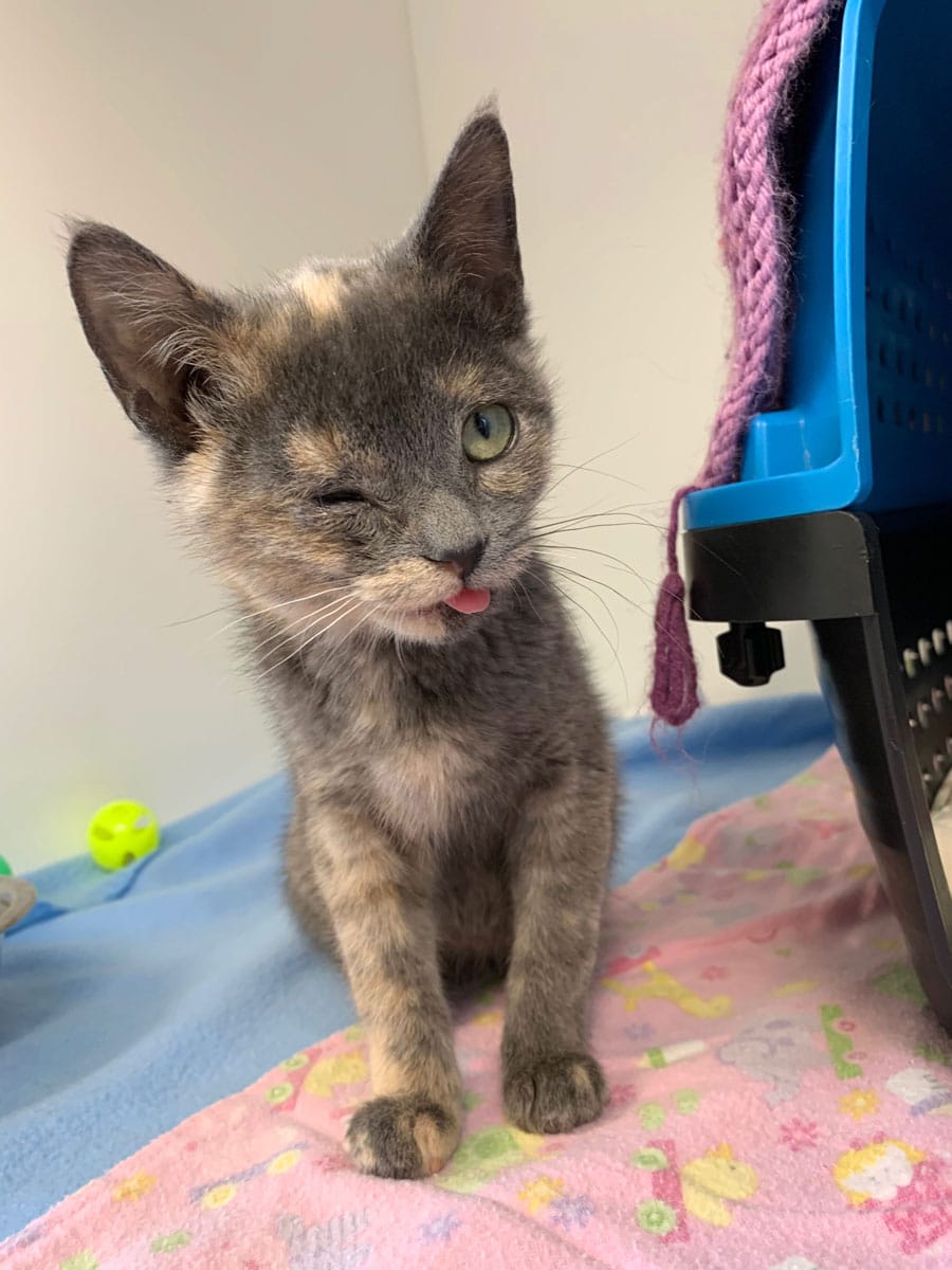 Guelph Humane Society returns to in-person adoptions post image