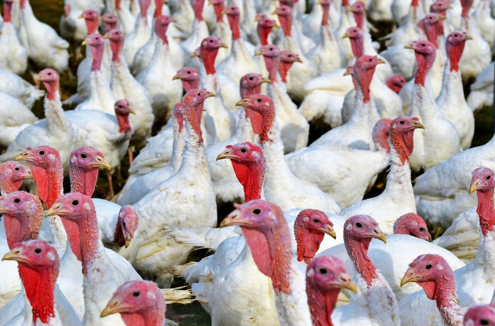 Avian influenza discovered in two flocks in Wellington County post image