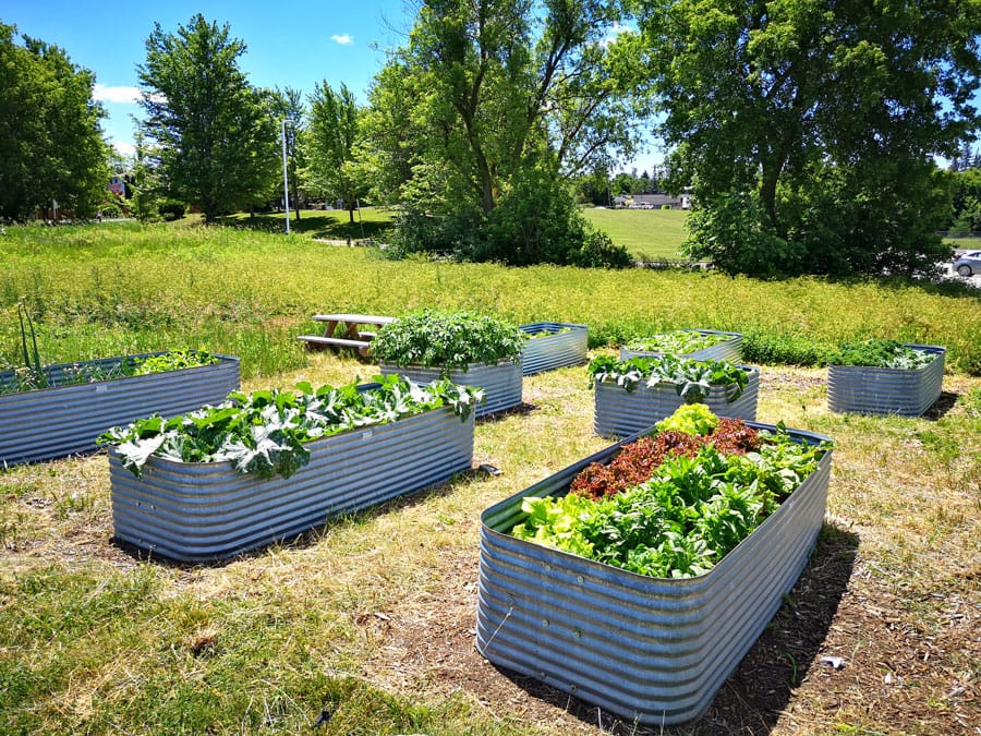 From nothing to something: Volunteers growing food for food bank in community garden post image