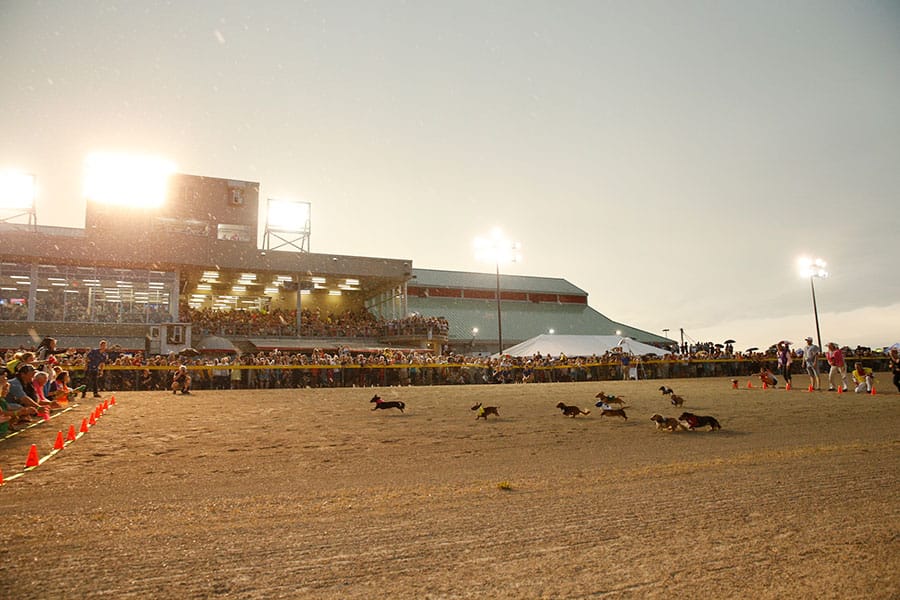 Weiner dog race to be held at Grand River Raceway post image
