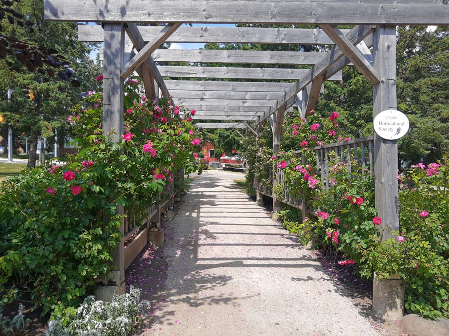 Terry Fox Garden in bloom, tended by Fergus Horticultural Society post image