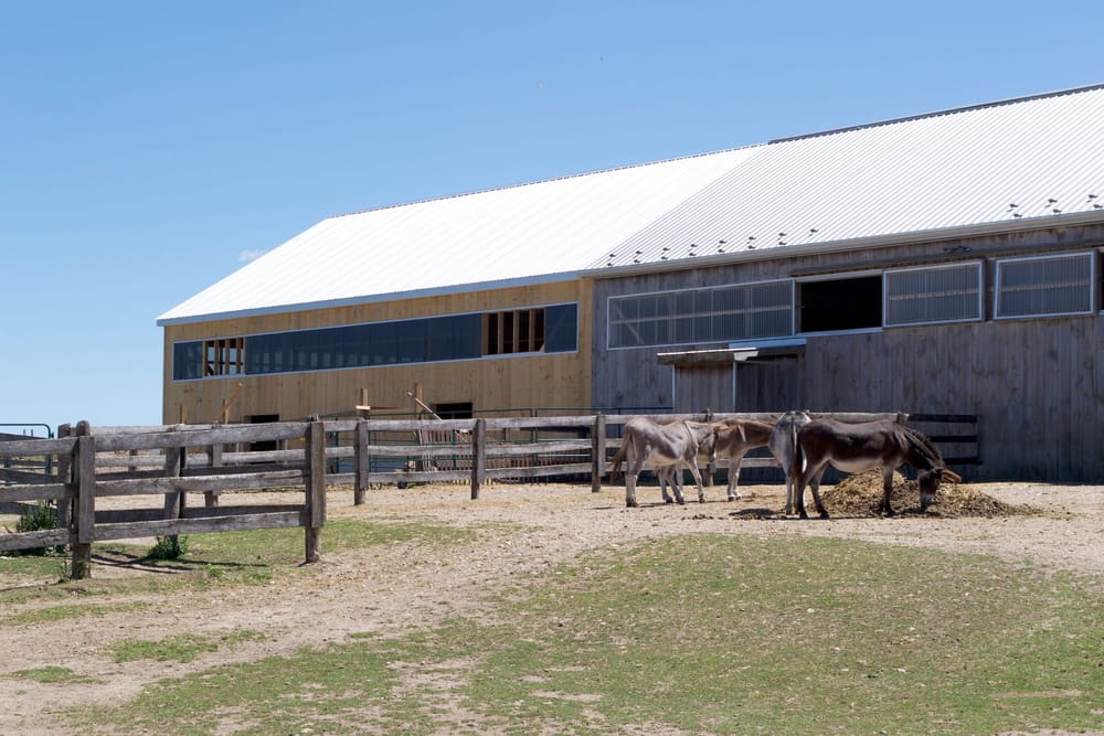 Donkey Sanctuary expands facilities with $2.5 million project post image