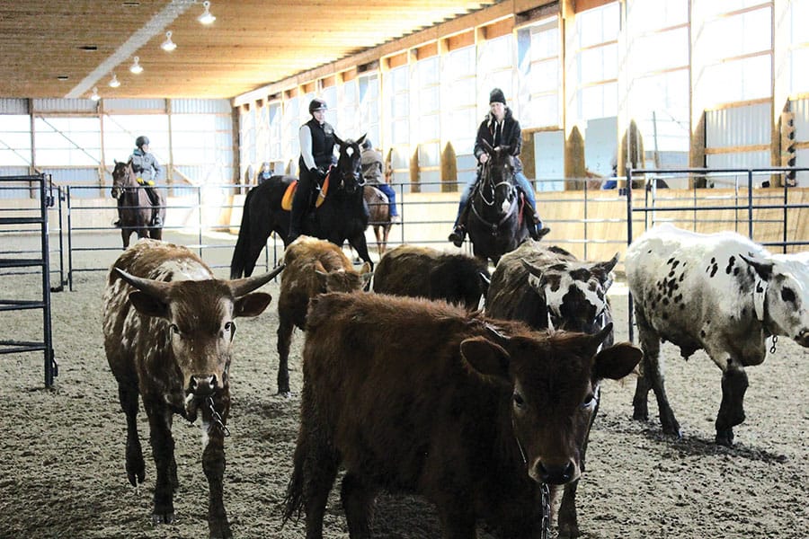 JohnMel stables in Puslinch hosts beginners’ cattle sorting clinic post image