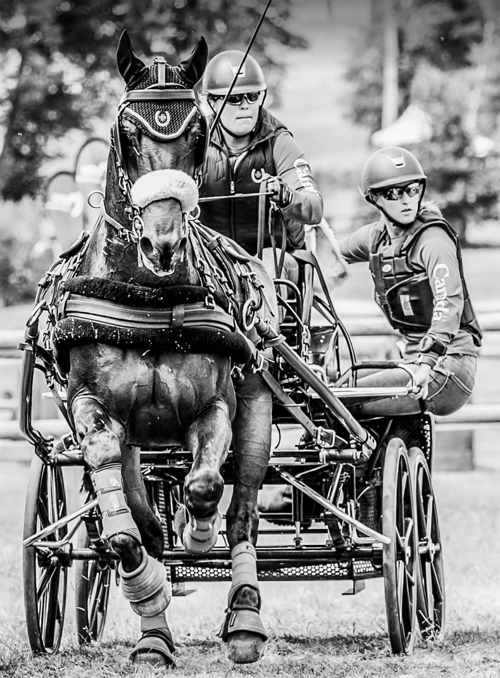 Preserving the tradition of carriage driving in Ontario post image