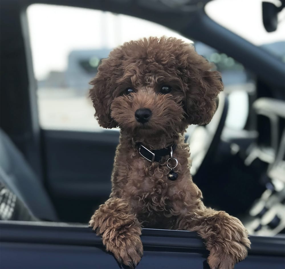 Seasonal health risks for dogs - what to watch out for this spring post image