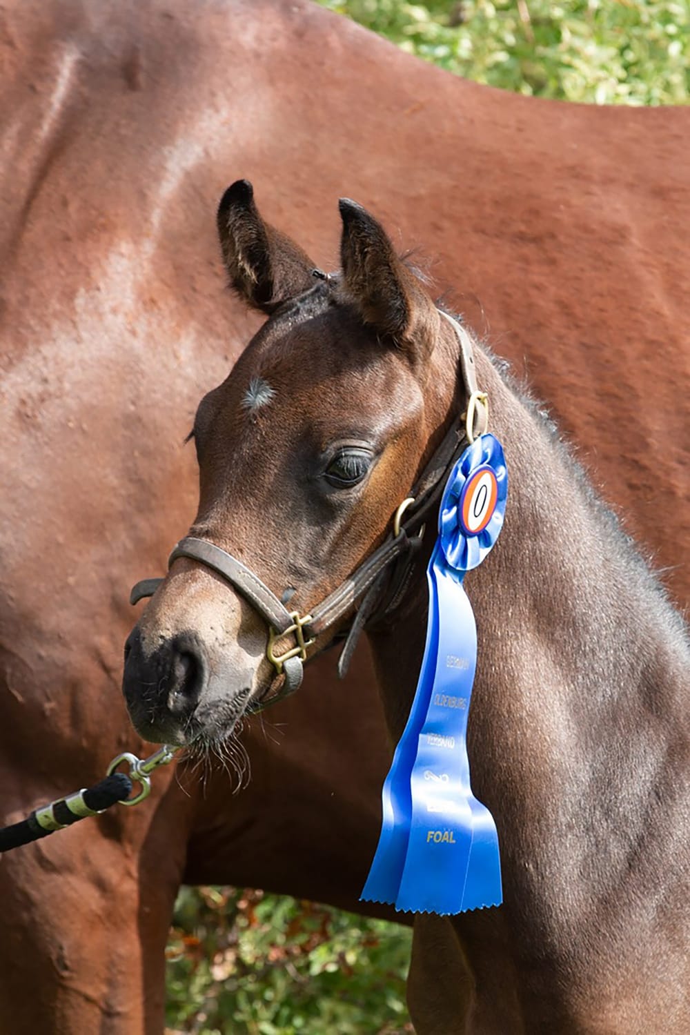 Importing European equine to Canada: a luxury few breeders can afford post image