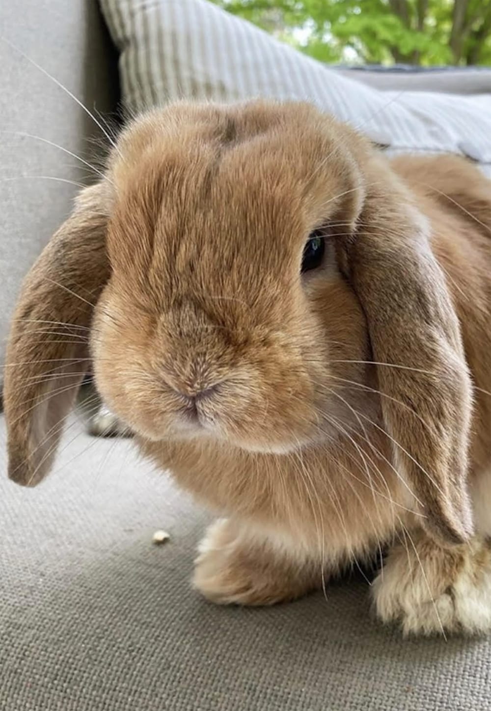 Caring for rabbits; the do’s and don'ts of Easter bunnies post image