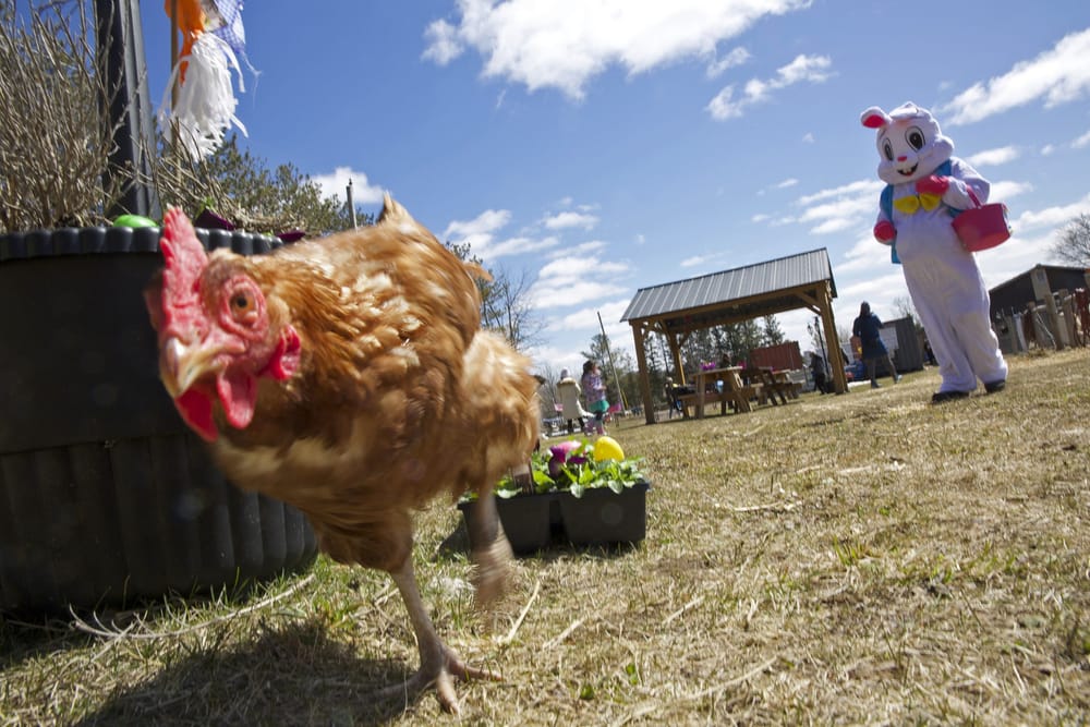 Mimosa Springs Alpacas hosts Easter egg hunt and farm tours post image