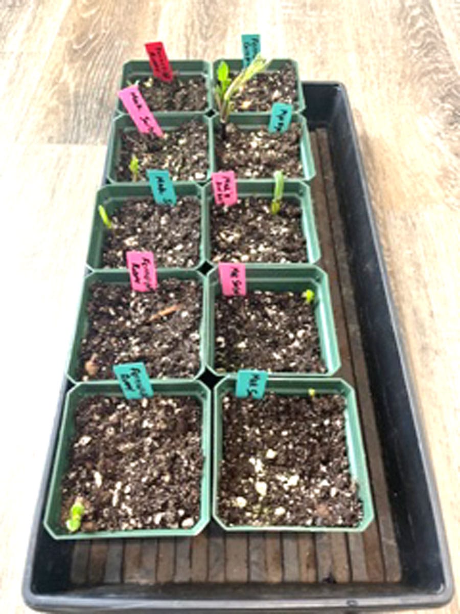 Get a head start for early dahlia blooms post image