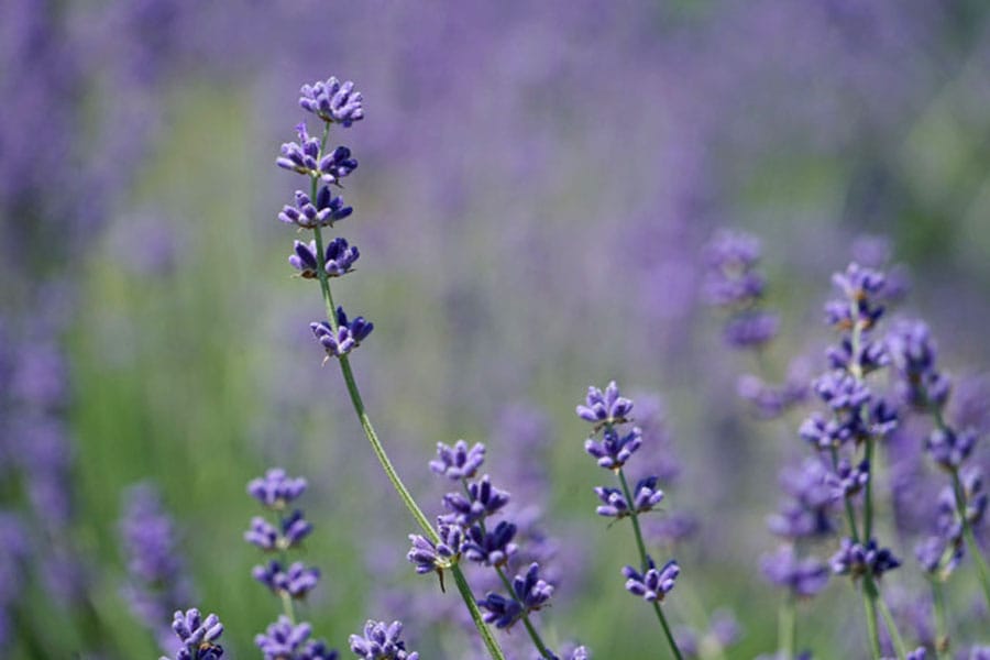 It smells amazing, can be used in food/craft projects – but how do you grow lavender successfully? post image