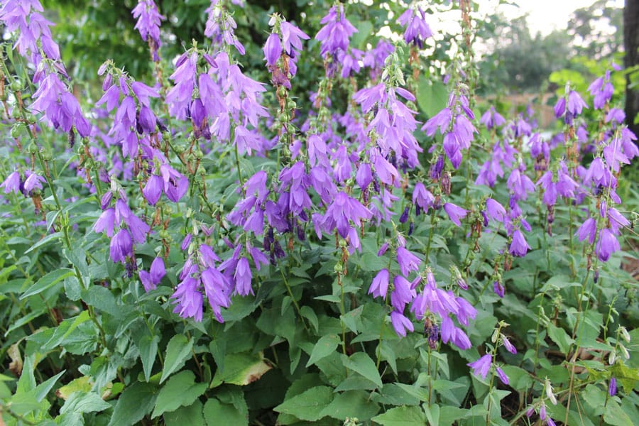 Hiding in plain sight: is that beautiful bloom invasive? post image