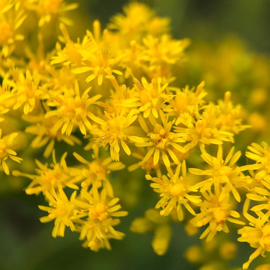 Gardeners growing keystone plants essential to ecosystem post image