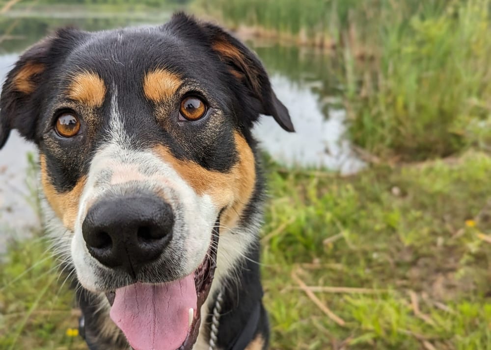 Guelph Humane Society holds ‘cutest pet’ photo contest post image