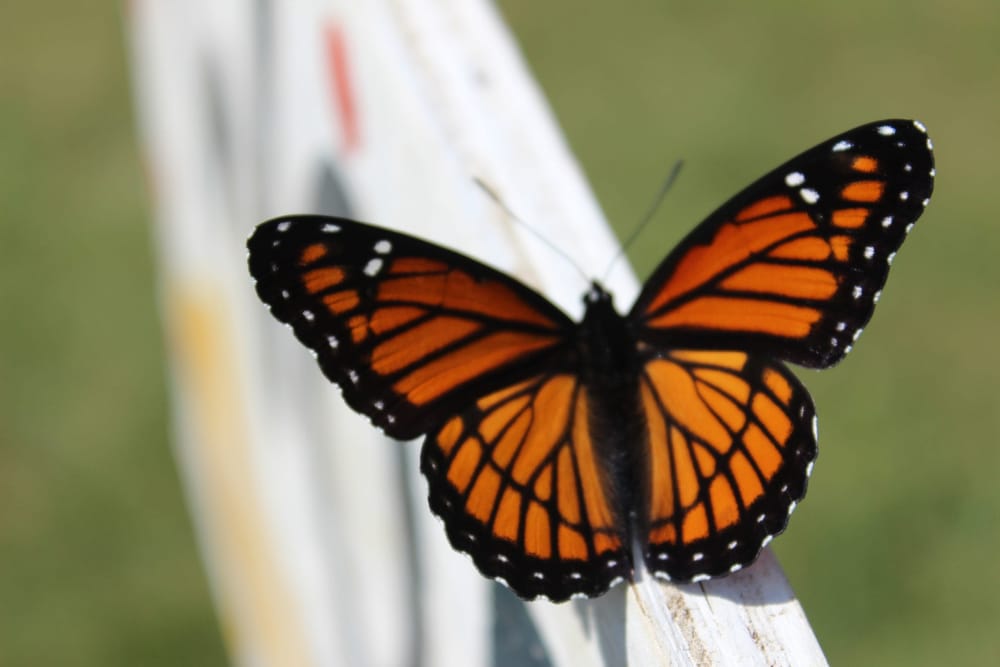 Bugs bring balance to ecosystems and help gardens flourish post image