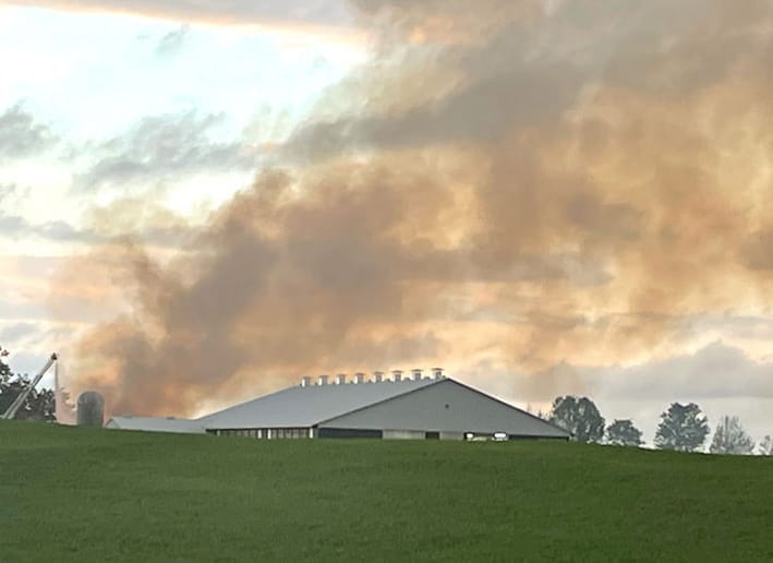 Five cattle perish in Minto barn fire post image