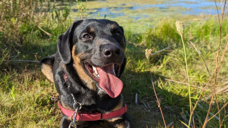‘Bark to School’ with the Guelph Humane Society post image