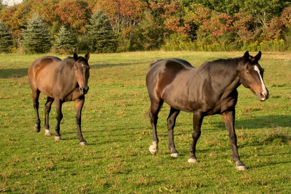 Equine enthusiasts recognize Senior Horse Education Month post image