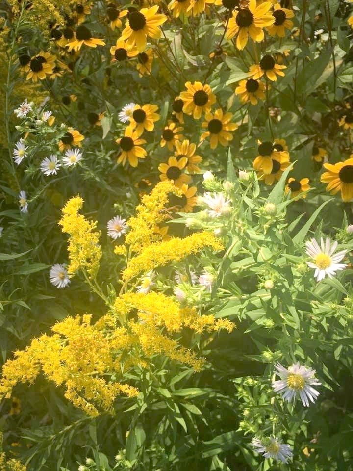 Naturalized gardens teeming with life post image