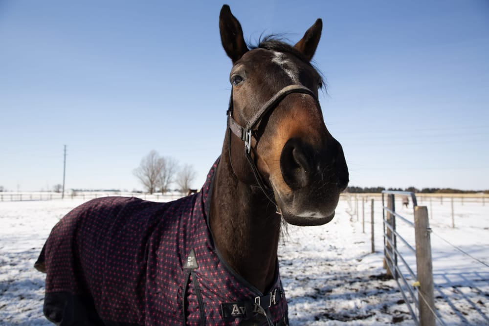 Strategies to safeguard against equine colic post image