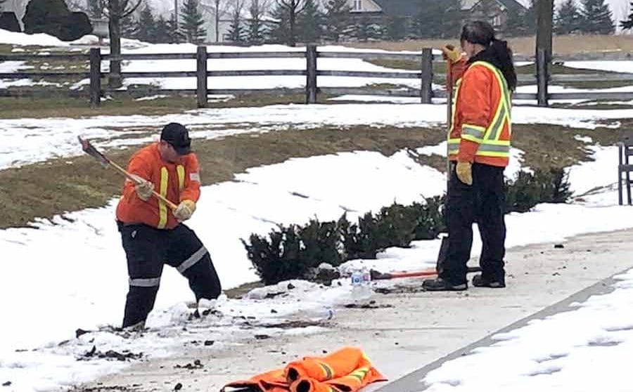 Township removes poisonous plants from Boreham Park, months after planting them post image