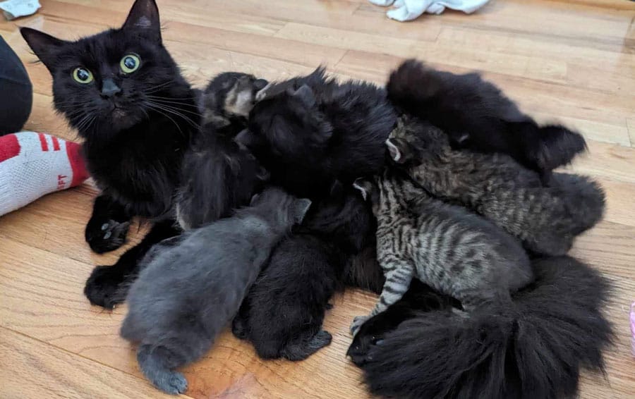 Arthur Animal Rescue in ‘urgent’ need of foster homes for cats post image