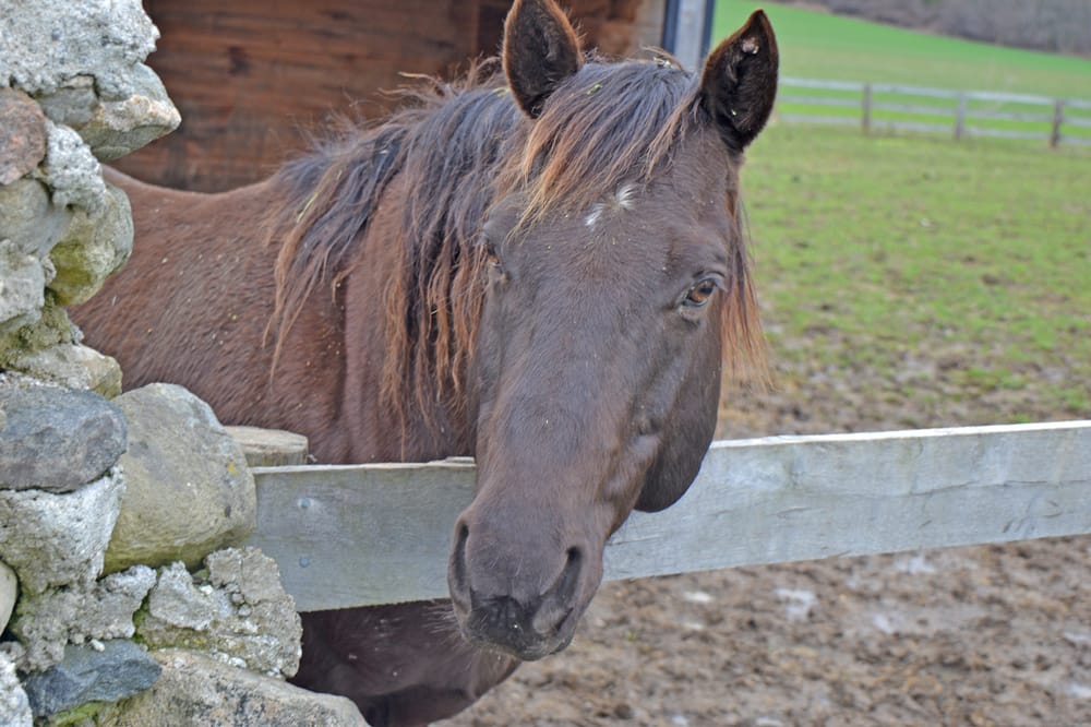 Experts say biosecurity measures reduce risk of strangles post image