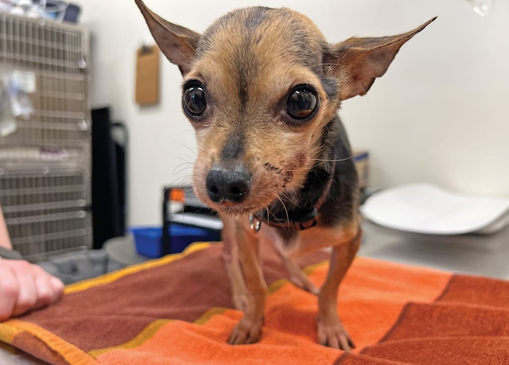 Dog found abandoned in Guelph Lake outhouse tank post image