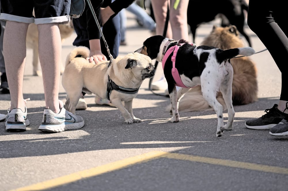 Happy Trails walk supports Guelph Humane Society post image
