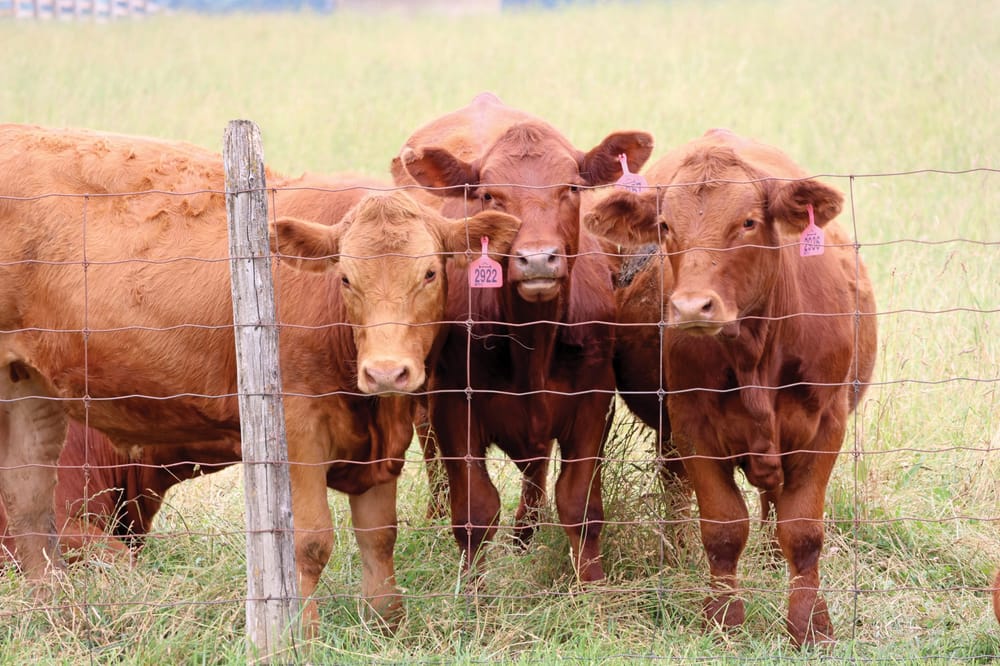 Beef farmers worry about impact of ongoing Cargill strike post image