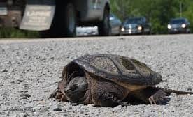 Puslinch council to consider wildlife mitigation strategies in 2025 budget discussions post image