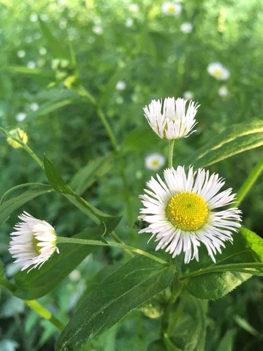 The night garden - where fireflies flicker and white flowers glow in the dark post image