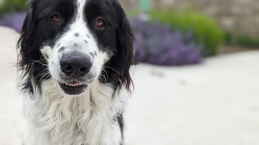 GHS encourages residents to consider impact of fireworks on pets and wildlife post image