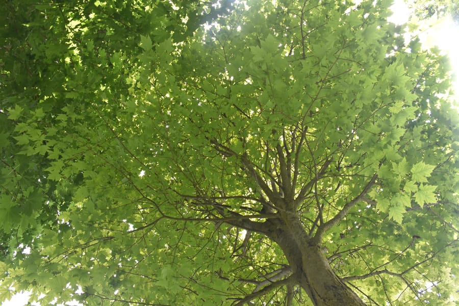 Ellis: Trees should be the first things planted in a brand-new yard post image